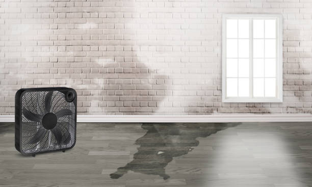 Best Water damage restoration specialists  in Marfa, TX