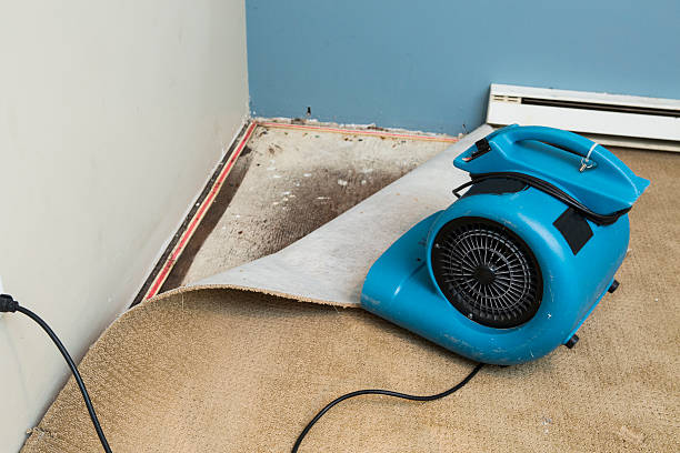 Best Water damage contractors near me  in Marfa, TX